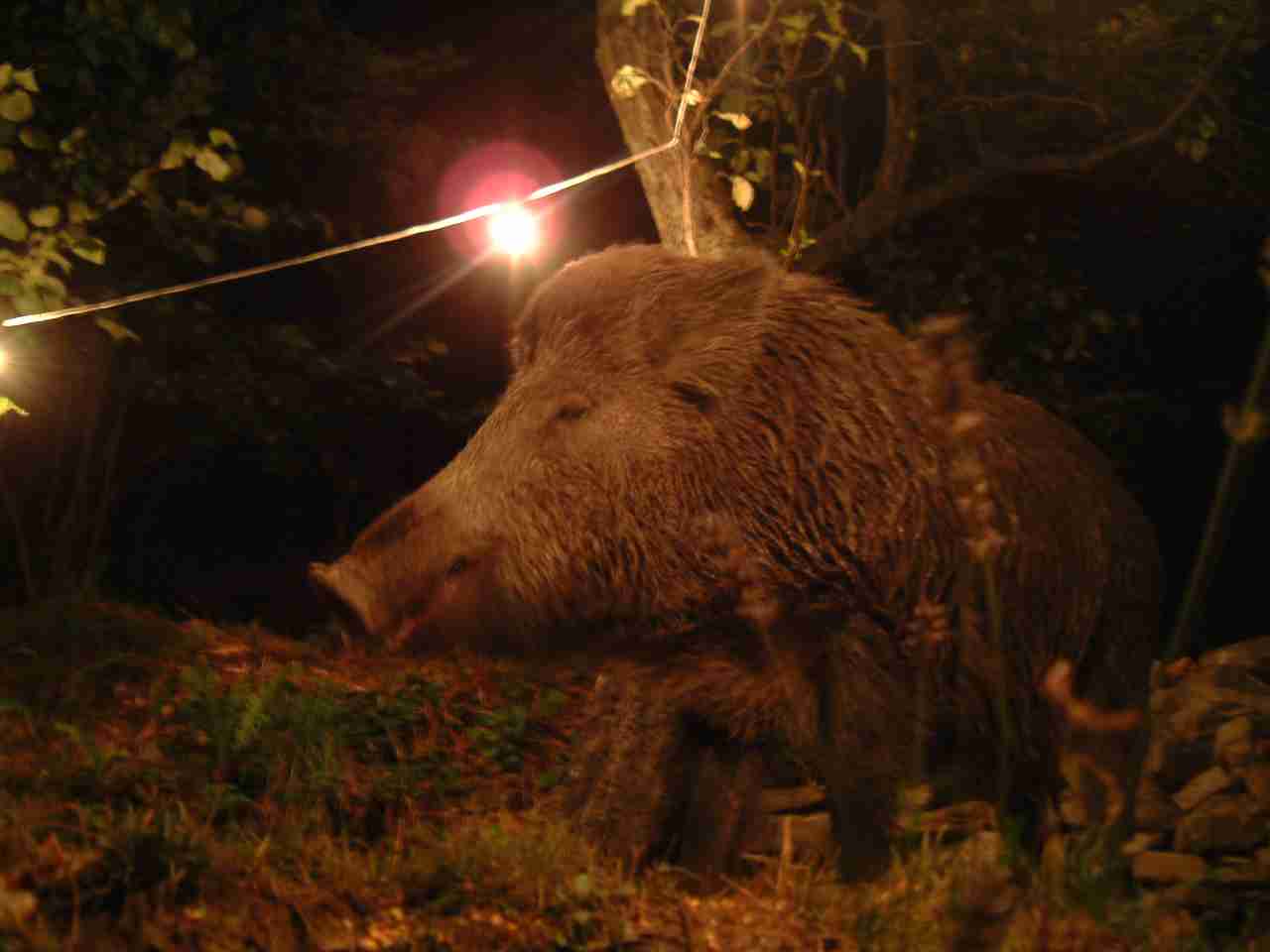  Image name: DSCF0049.JPG 
 width: 1280 pixel 
 height: 960 pixel 
 Size: 40707 bytes 
 Click to enlarge 